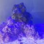 Marine Tank Live Rock (saltwater) Image 3