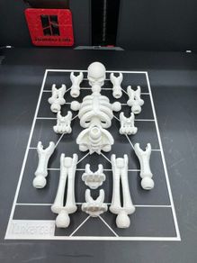 Build-Your-Own Skeleton Figure