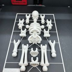 Build-Your-Own Skeleton Figure