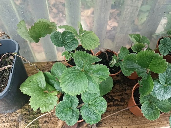 Many Strawberry Plants
