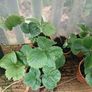 Many Strawberry Plants Image 6