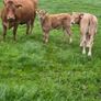 Four Genuine cows and calves Image 2