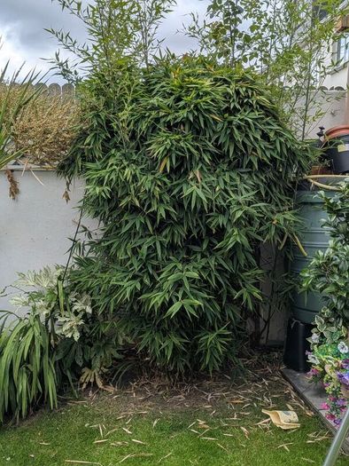 Trees Bamboo x 2