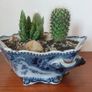 Fabulous Antique Tureen with Cacti Garden - A Fabulous Unique and Decorative Item for Display Indoors Image 5