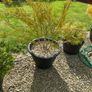 garden plants Image 2
