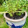 Potted Salvia Hot Lips Image 4