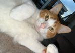 cat
