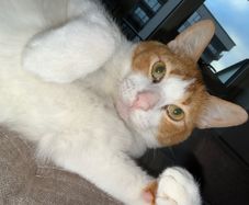 cat