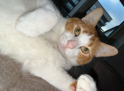 cat