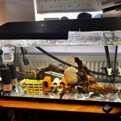 fish