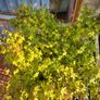 Healthy Japanese Maple Image 2