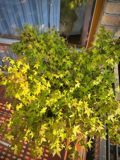 Healthy Japanese Maple