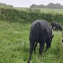 Aberdeen Angus Bull Image 2