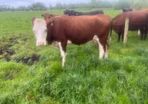 Suckler cows with calves at foot