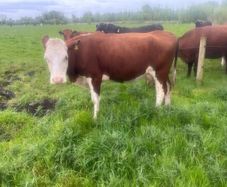 Suckler cows with calves at foot