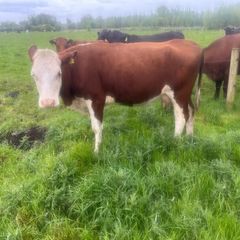 Suckler cows with calves at foot