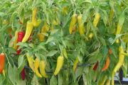 (P) Sweet pepper SORA seeds 0.3g (111275)