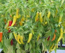 (P) Sweet pepper SORA seeds 0.3g (111275)