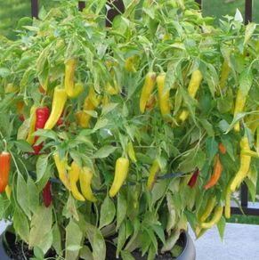 (P) Sweet pepper SORA seeds 0.3g (111275)