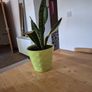 snake plant Image 3