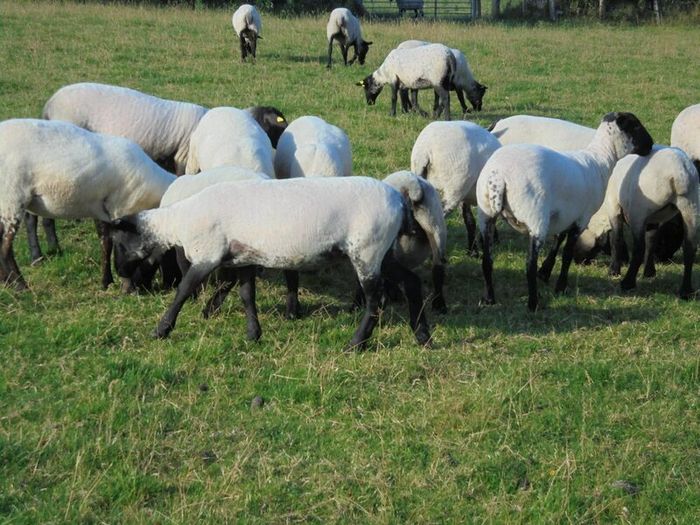 Hilltex  x Suffolk  Breeding Hoggets