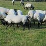 Hilltex  x Suffolk  Breeding Hoggets Image 10