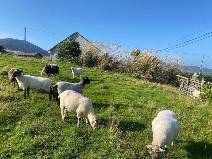 Young x bred sheep