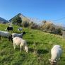 Young x bred sheep Image 7