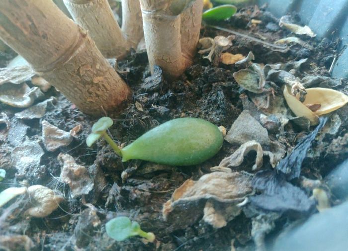 plant