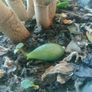 plant Image 4