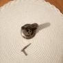 pocket watches Image 3