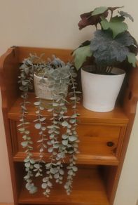 Artificial Plants in Ceramic Pots x2