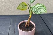 Chinese evergreen