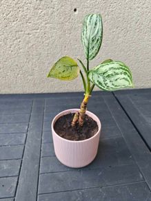 Chinese evergreen