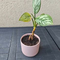 Chinese evergreen