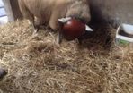 Sheep ram guard