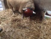 Sheep ram guard