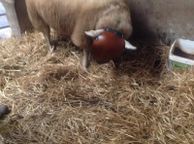 main image for ad Sheep ram guard
