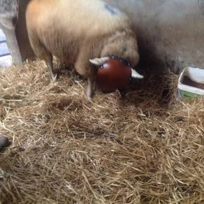 Sheep ram guard