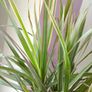 Indoor Dracaena Plant and Blue Plastic Plant Pot Image 2