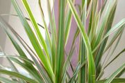 Indoor Dracaena Plant and Blue Plastic Plant Pot