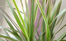 Indoor Dracaena Plant and Blue Plastic Plant Pot
