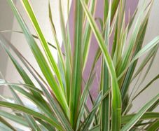 Indoor Dracaena Plant and Blue Plastic Plant Pot