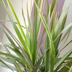 Indoor Dracaena Plant and Blue Plastic Plant Pot