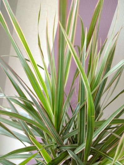 Indoor Dracaena Plant and Blue Plastic Plant Pot