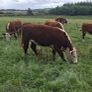 Hereford heifers Image 2