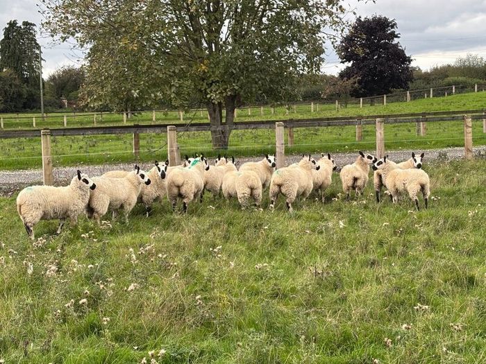Kerry Hill Sheep