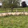 Kerry Hill Sheep Image 4