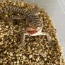 bearded dragon Image 3