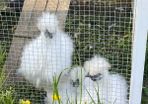 Silkie Chicks